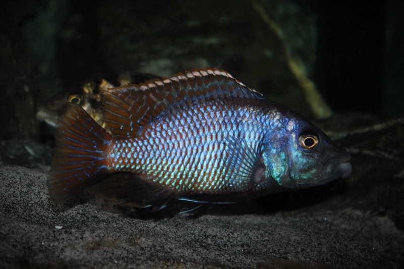 Placidochromis milomo